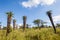 Wilderness Aloes Trees Grass Terrain Sky