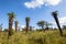 Wilderness Aloes Trees Grass Terrain Sky