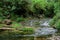 Wilderness area with stream of the MourÃ£o River, dense and pure vegetation, AnÃ§os - Sintra, Portugal