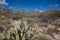 Wilderness and cactus in Arizona