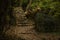 Wilderness deep forest green natural scenic landscape environment with concrete stone bridge and stairway abandoned building