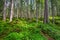 wilderness landscape pine tree forest with green moss