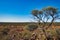 Wilderness with open forest vast expanse of the Australian outback