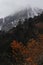 wilderness of rhododendron sanctuary near yumthang valley in autumn season, surrounded by himalaya mountains