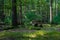 Wilderness scene with hardwoods, vegetation and moss