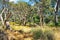 Wilderness with swamp paperbarks, Western Australia