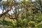 Wilderness with swamp paperbarks, Western Australia