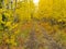 Wilderness trail golden fall aspen boreal forest