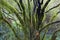 Wilderness tree with tufts in rain forest