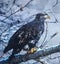 wilderness, wildlife, tree, Eagle, snow,