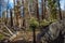 Wildfire aftermath, charred vegetation, Lassen National Forest, CA, US