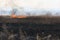 Wildfire in autumn meadow. Wild fire flame burning grass and trees in field. Natural disaster for wildlife.