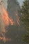 Wildfire close up photo, burning trees
