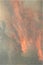 Wildfire close up photo, burning trees
