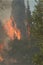 Wildfire close up photo, burning trees