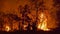 Wildfire disaster in tropical forest caused by human