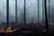 Wildfire in forest caused by human deforestation landscape background. Massive smoke from bushfire disaster apocalyptic
