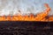 Wildfire in National park near Astrakhan