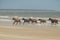 Wildfire in National park near AstrakhanWild horses of Cumberland island on the ocean