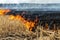 Wildfire on wheat field stubble after harvesting near forest. Burning dry grass meadow due arid climate change hot