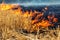 Wildfire on wheat field stubble after harvesting near forest. Burning dry grass meadow due arid climate change hot weather and