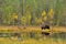 Wildflife photo of large brown bear