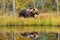 Wildflife photo of large brown bear Ursus arctos