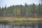 Wildflife photo of large brown bear Ursus arctos