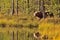 Wildflife photo of large brown bear Ursus arctos