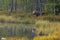 Wildflife photo of large brown bear Ursus arctos