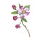 Wildflower apple flower in a watercolor style isolated.