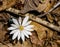 Wildflower Bloodroot - Sanguinaria Canadensis
