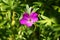 Wildflower of bloody geranium Geranium sanguineum