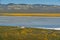 Wildflower bloom at Carrizo Plain National Monument