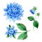 Wildflower blue dahila flower in a watercolor style isolated.