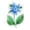Wildflower blue dahila flower in a watercolor style isolated.