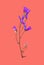 Wildflower bluebell isolated on color Living Coral