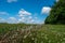 Wildflower border around a field in the Lincolnshire Wolds.