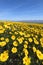 Wildflower in Carrizo Plain