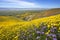 Wildflower in Carrizo Plain National Monument