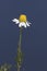 Wildflower chamomile Matricaria chamomilla, over blue sky