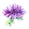 Wildflower chrysanthemum flower in a watercolor style isolated.