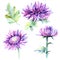 Wildflower chrysanthemum flower in a watercolor style isolated.