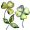 Wildflower clover flower in a watercolor style isolated.