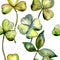 Wildflower clover flower in a watercolor style pattern.