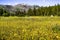 Wildflower covered meadow in Yosemite National Park, Sierra Nevada mountains, California