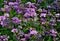 Wildflower - Crownvetch- Coronilla varia in Central Wisconsin, USA