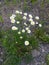 Wildflower daisies