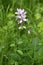 The wildflower Dictamnus albus, a seldom flower in Lower Austria