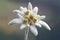 Wildflower edelweiss Leontopodium nivale